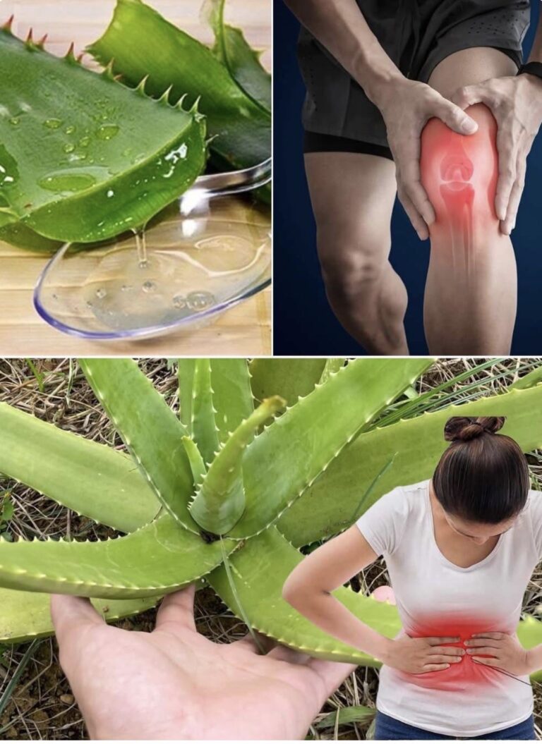 16 problemas que el aloe vera podría ayudar a combatir