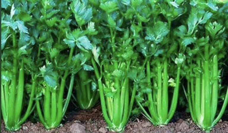 Apio para los riñones y el hígado: el depurador natural que tu cuerpo agradecerá